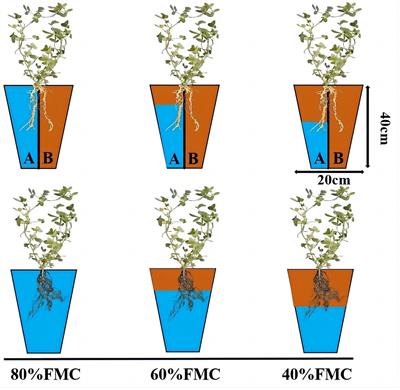 Impact of alternate partial root-zone irrigation on the rhizosphere microbiota of alfalfa plants inoculated with rhizobia